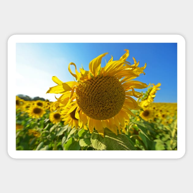 Colby Farms Sunflower Field Newbury MA Ball of Fire Sticker by WayneOxfordPh